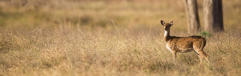 a deer out in a field