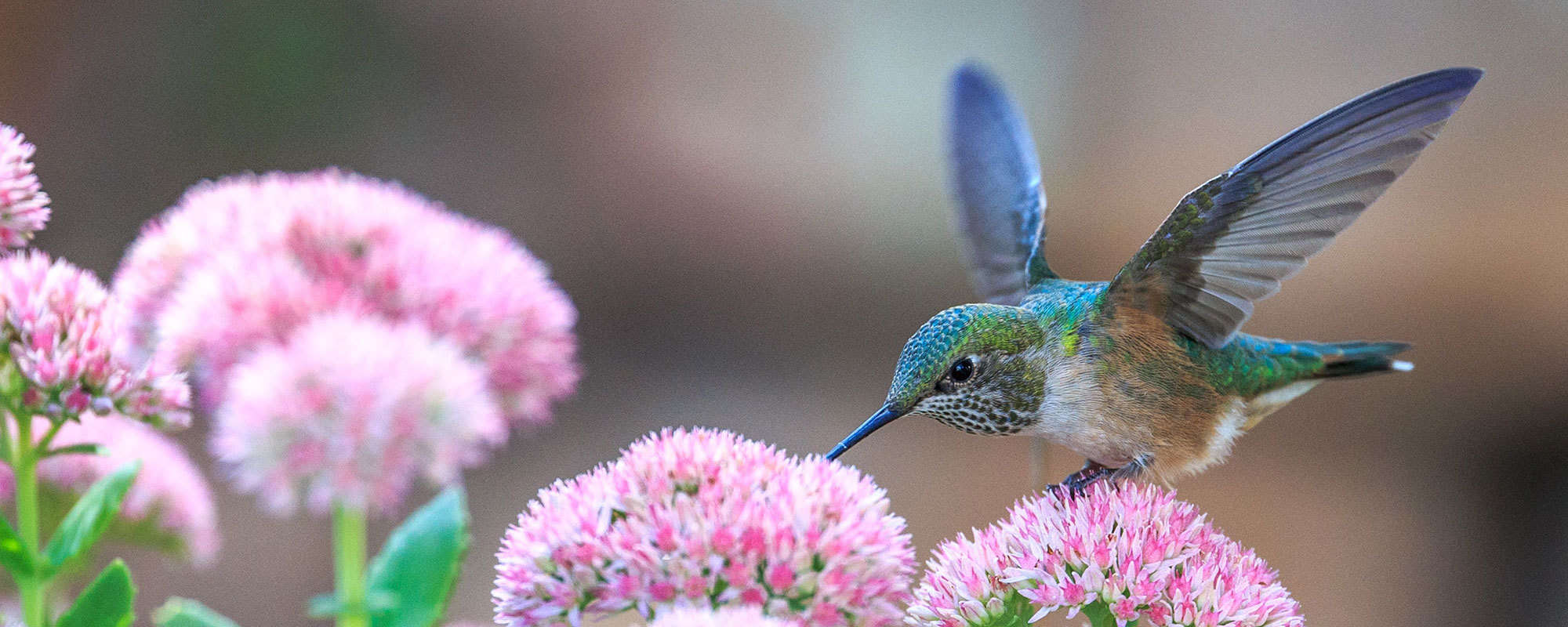 31 Days of CALS: Birdwatching Kits – Central Arkansas Library System