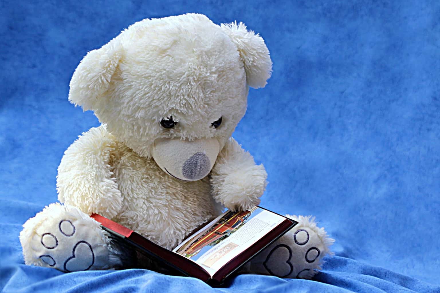 bear reading