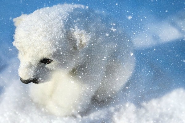 Polar bear in snow