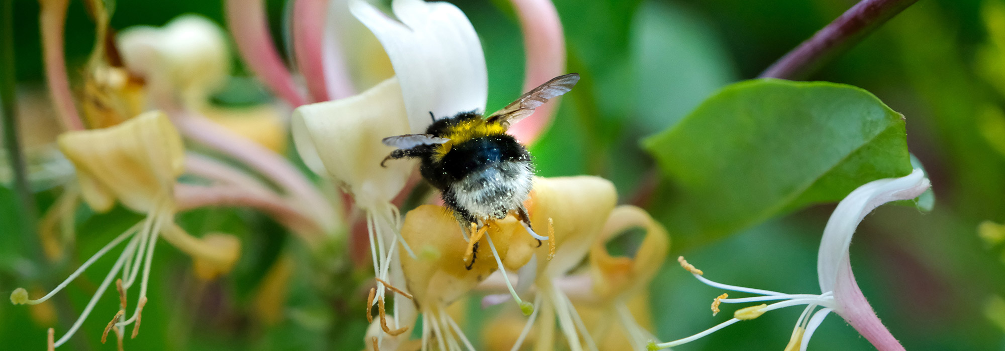 close up of a bee collecting pollen