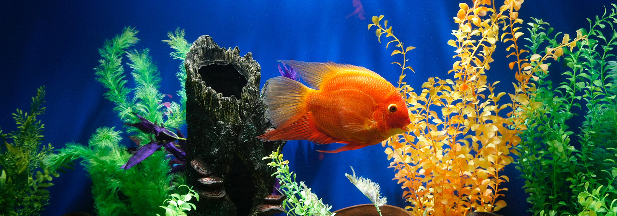 fish in an aquarium