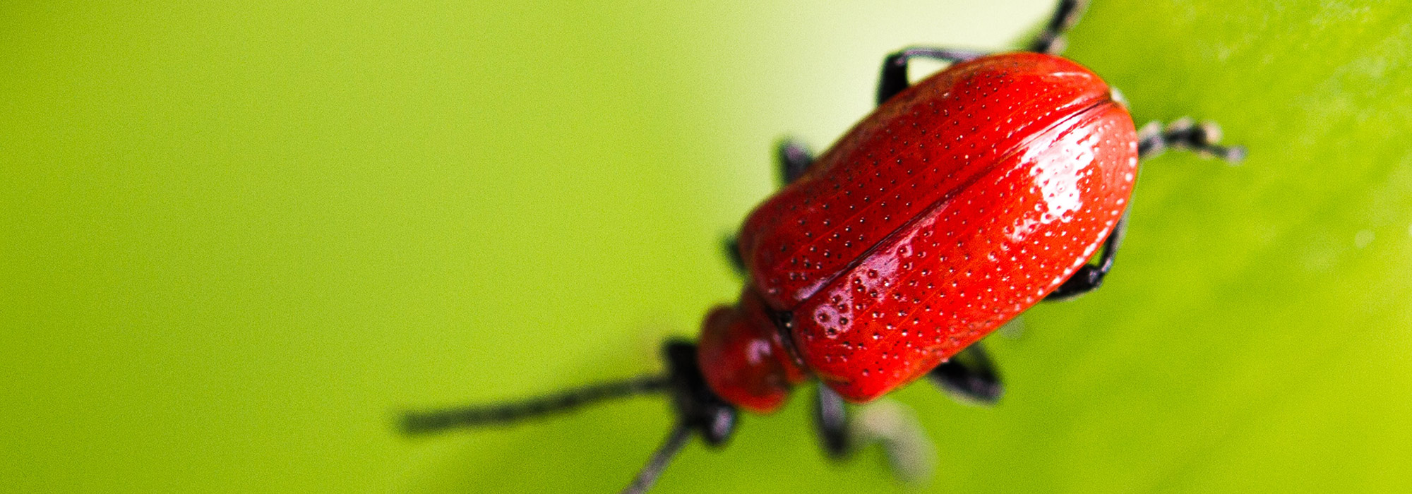 bug on a leaf