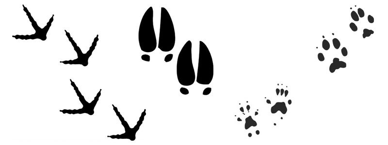 graphic of animal tracks