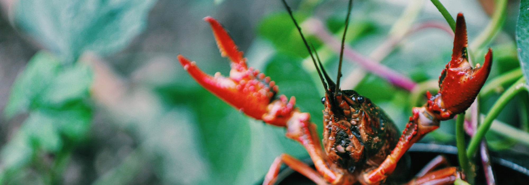 closeup of a crayfish