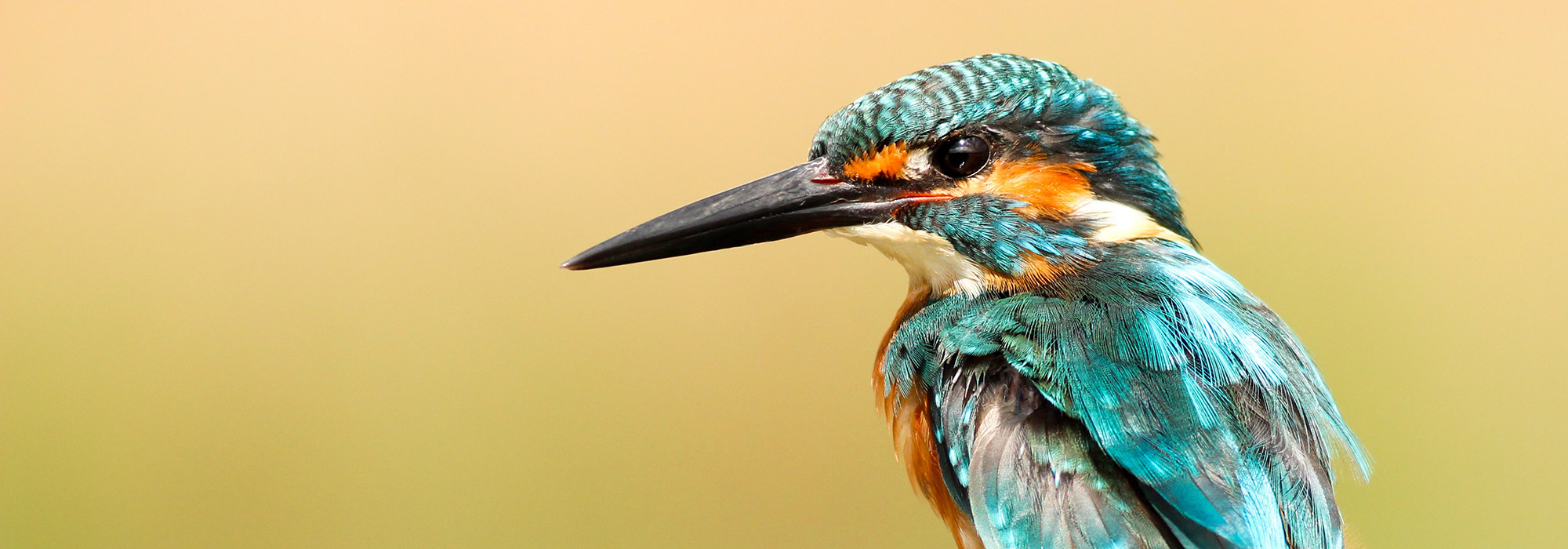 closeup of a kingfisher