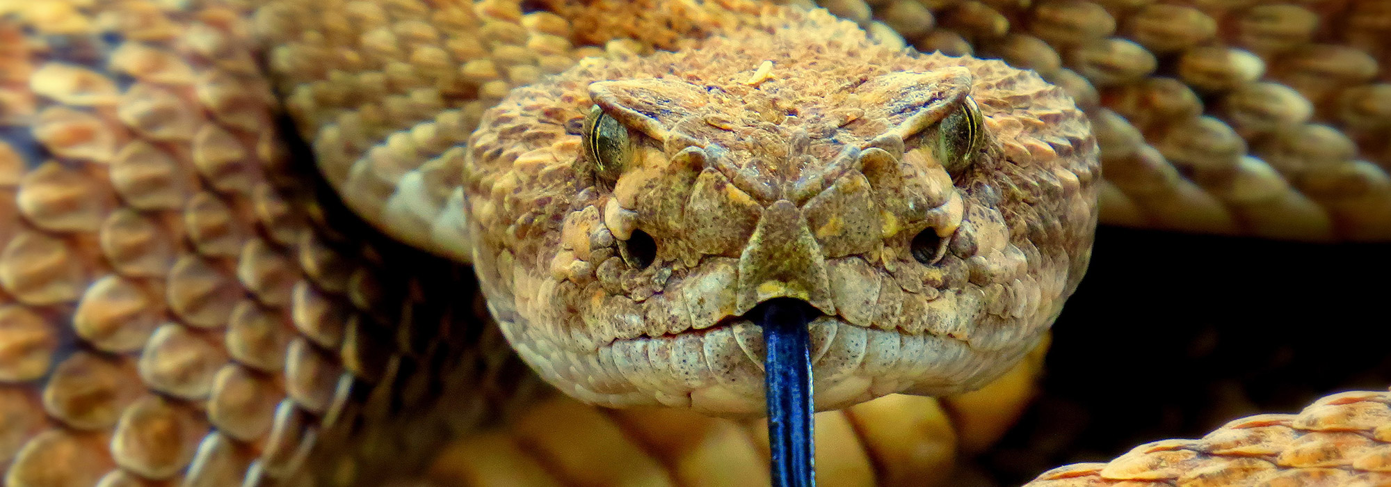 close up of a venomous snake