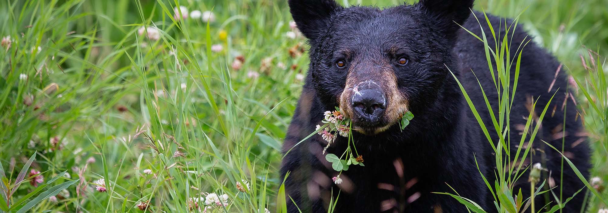 a black bear in its natural environment