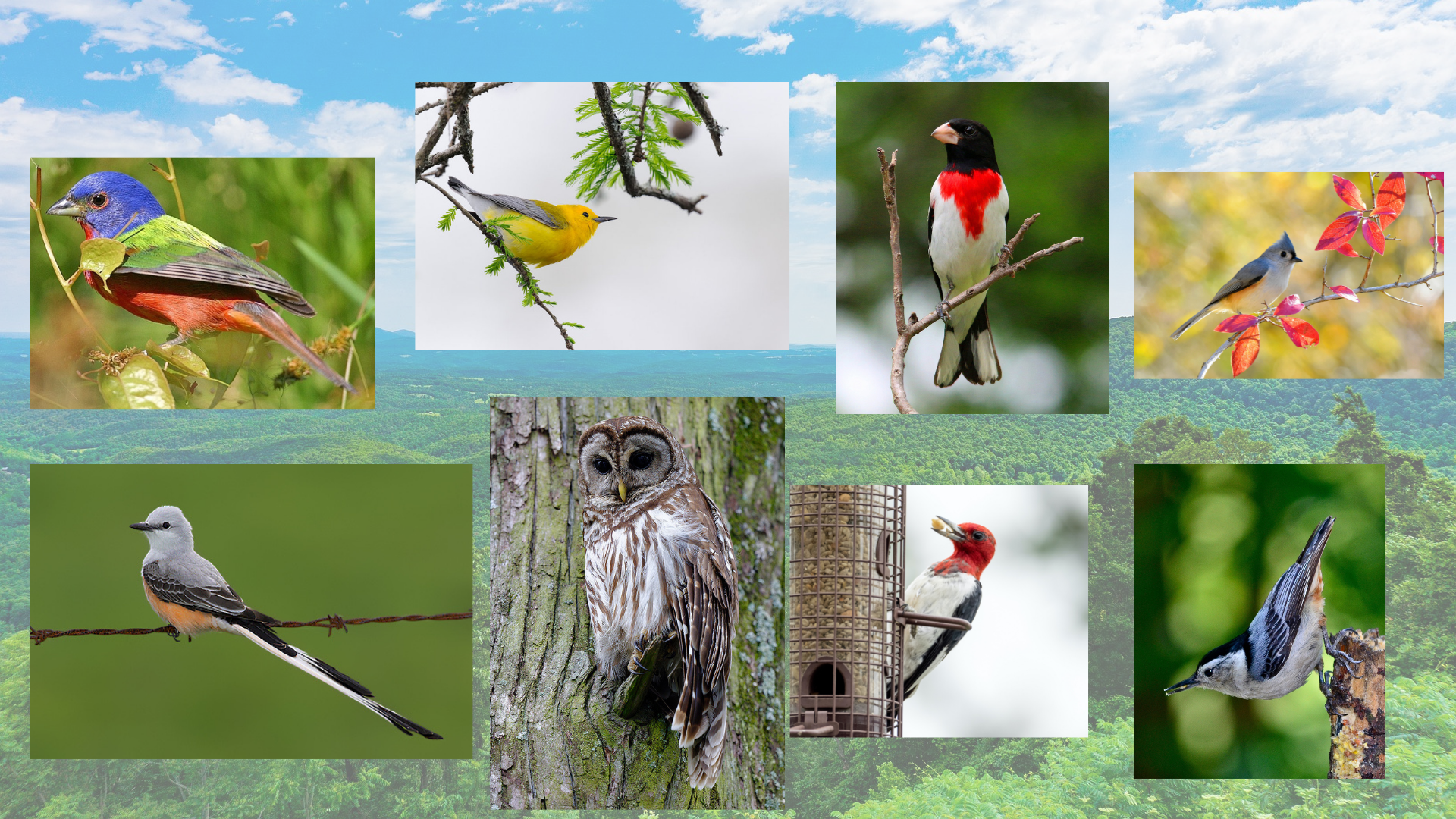 birds collage