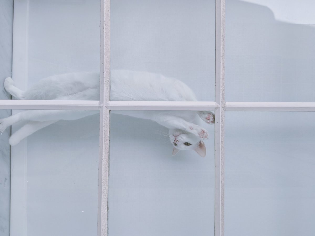 white cat flipping behind a gridded window