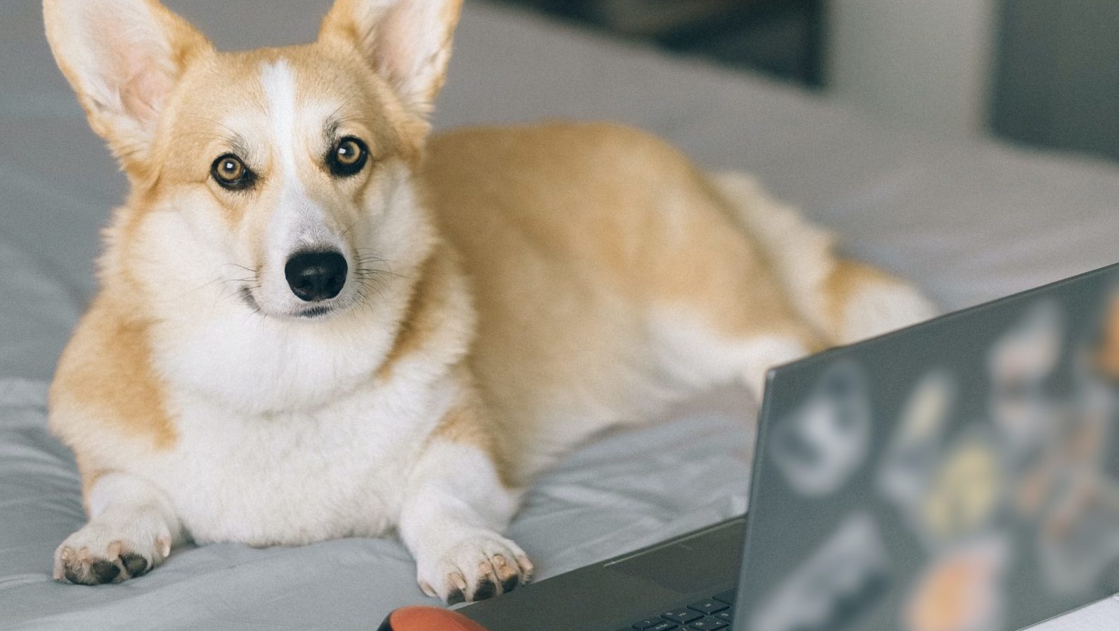 Corgi using a laptop and wireless mouse on a bed